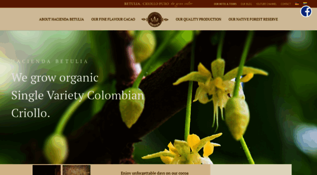 cacaobetulia.com