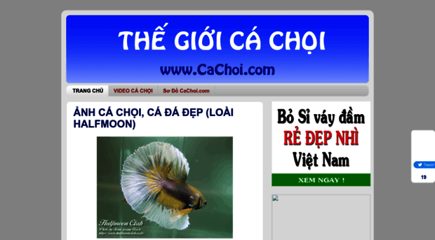 cachoi.com