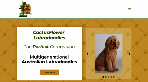 cactusflowerlabradoodles.com