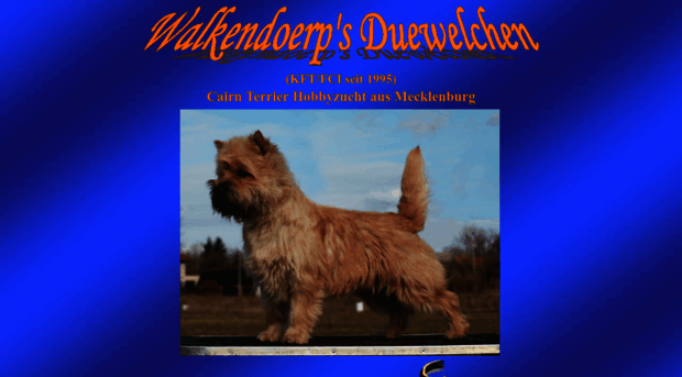 cairn-terrier-aus-mecklenburg.de