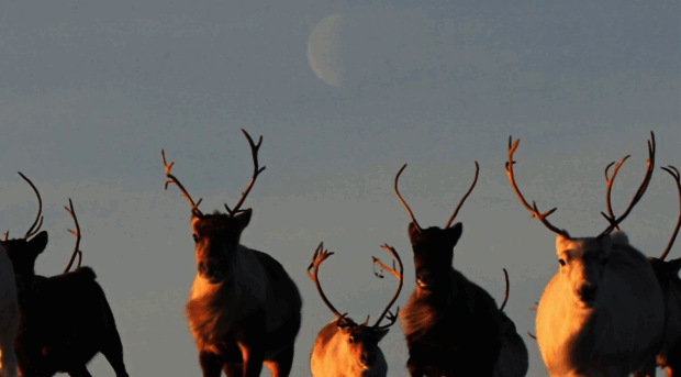 cairngormreindeer.co.uk