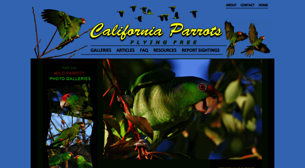 californiaparrots.us