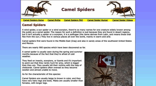 camel-spiders.net