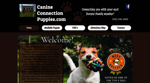 canineconnectionpuppies.com