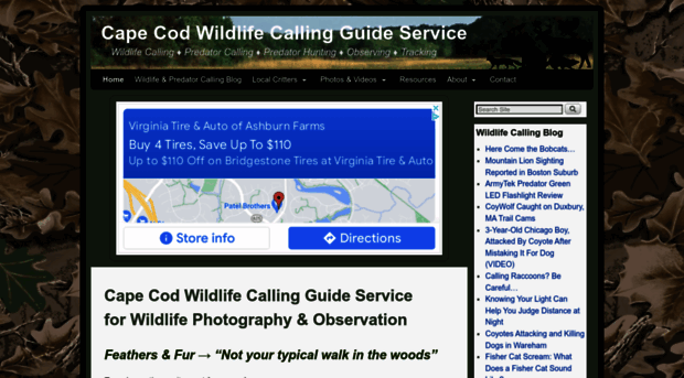 capecodwildlifecalling.com