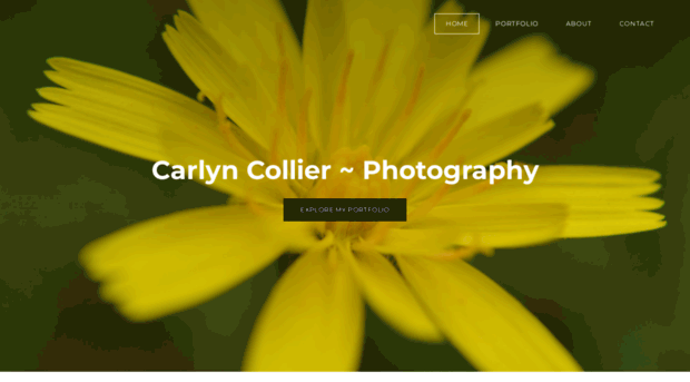 carlyncollierphotography.weebly.com