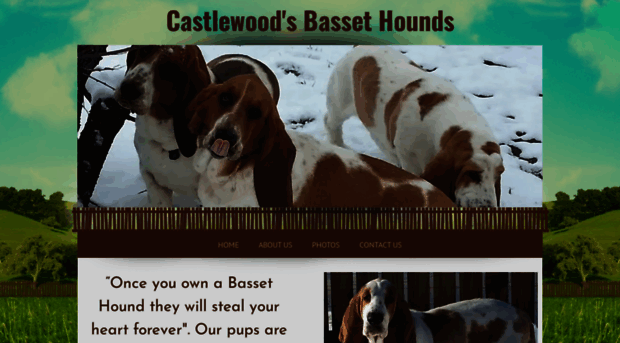 castlewoodbassethounds.com