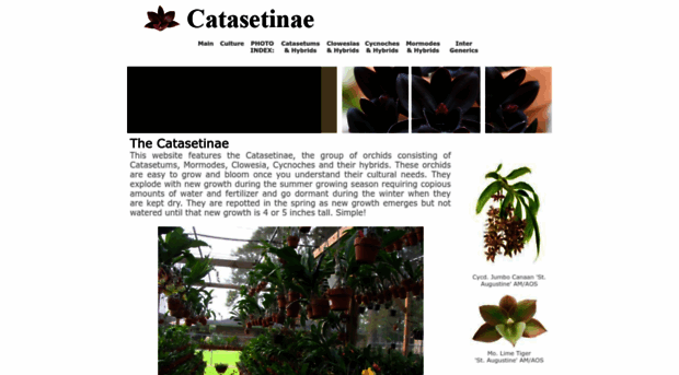 catasetinae.com