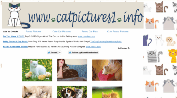 catpictures1.info