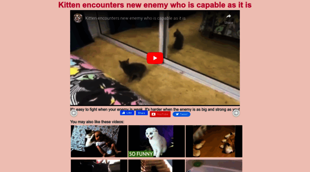 cats-videos.com