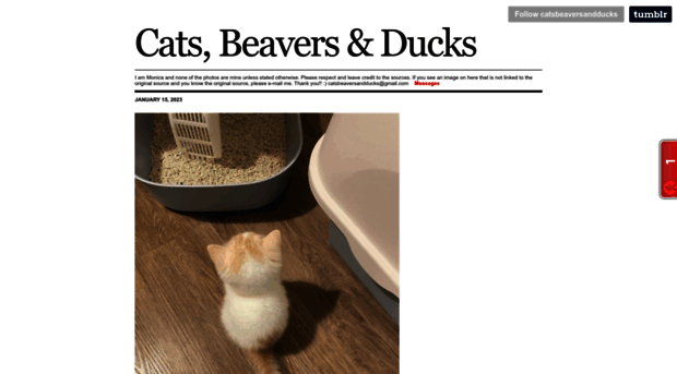 catsbeaversandducks.tumblr.com