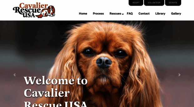 cavalierrescueusa.com