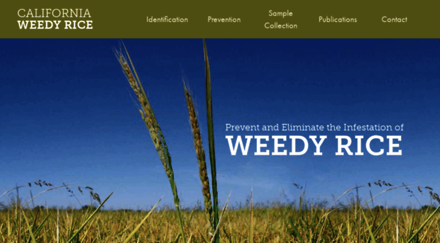 caweedyrice.com