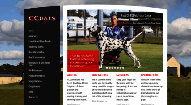 ccdalmatians.com.au