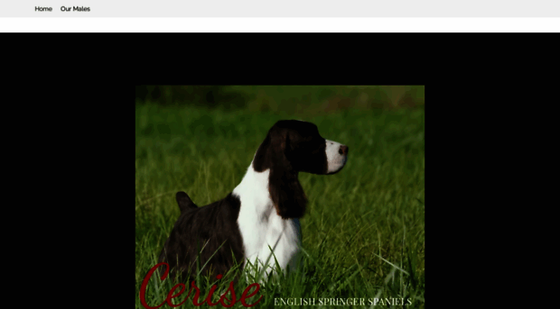 ceriseenglishspringerspaniels.com