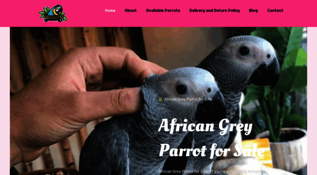 charmingafricangreyparrotforsale.com