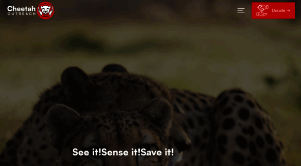 cheetah.co.za