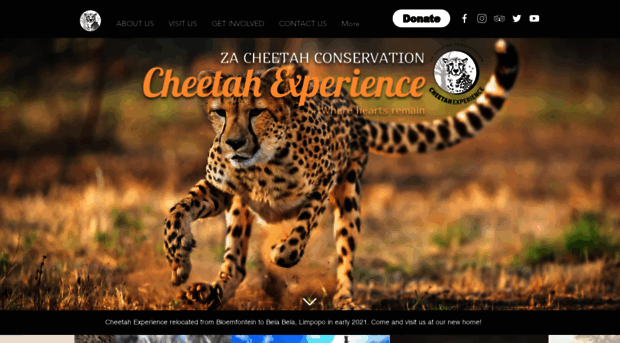 cheetahexperience.com