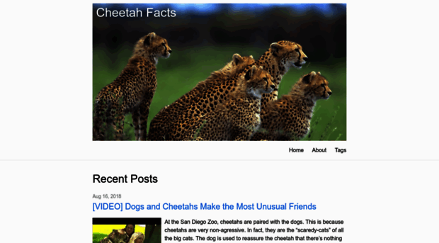 cheetahfacts.com