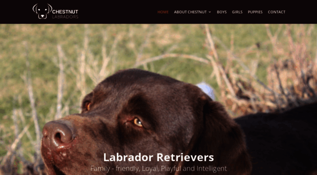 chestnutlabradors.com