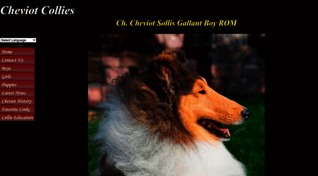 cheviotcollies.com