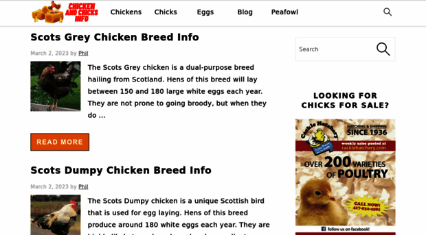 chickenandchicksinfo.com