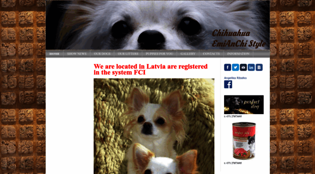 chihuahua-emianchi.jimdo.com