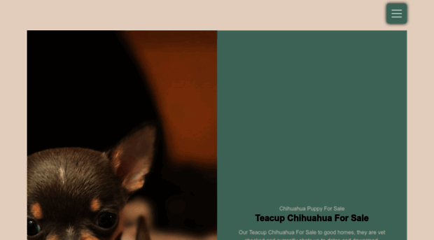 chihuahuapuppiesonsale.com