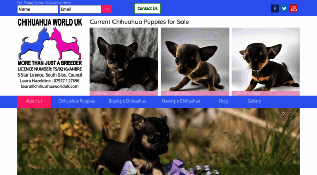 chihuahuaworlduk.com