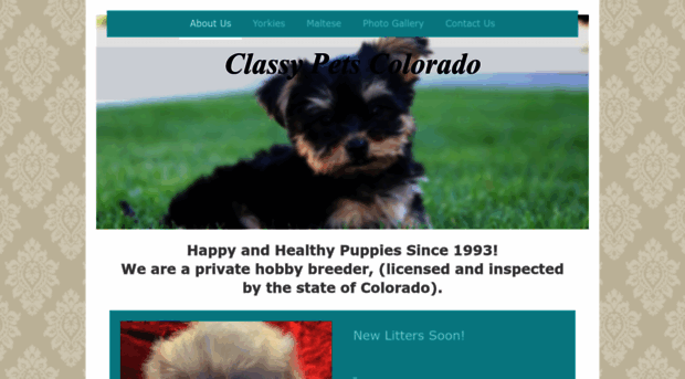 classypetscolorado.com