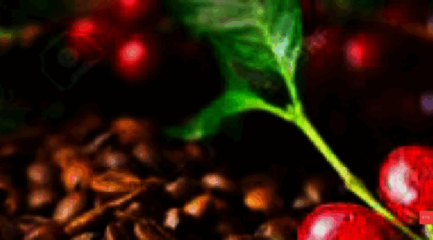 coffeearabicaa.com