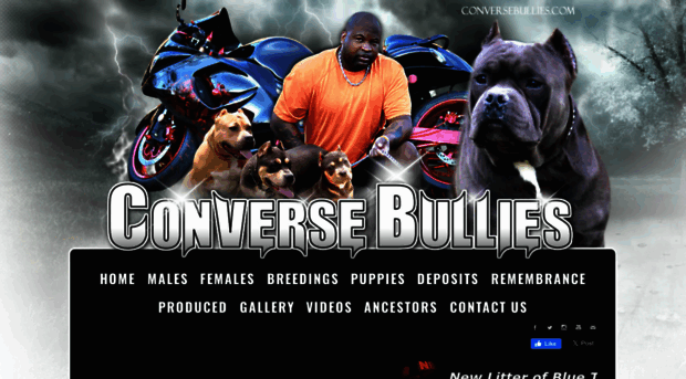 conversebullies.com