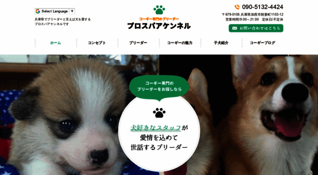 corgi-prosper.net