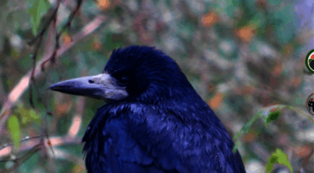 corvid-isle.co.uk