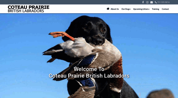 coteauprairiebritishlabradors.com