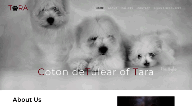 cotondog.com