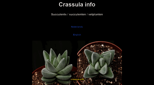 crassula.info