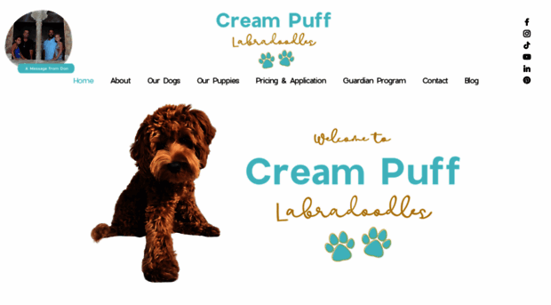 creampufflabradoodles.com