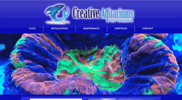 creativeaquariumsoftampa.com