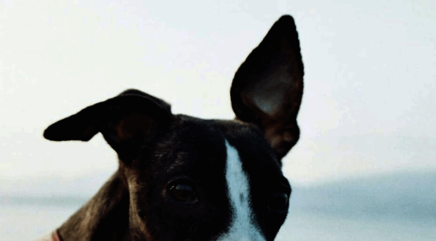 crimsonhound.com