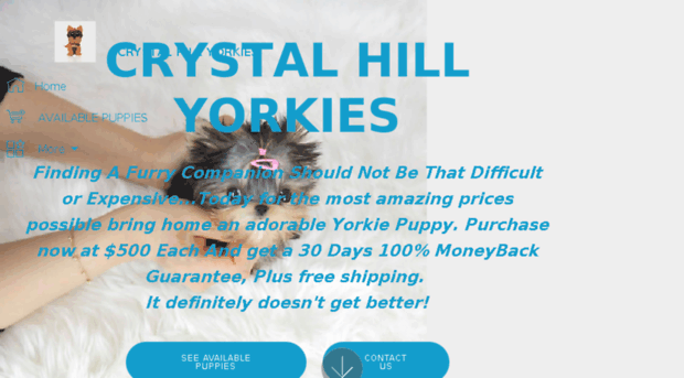 crystalhillyorkies.com