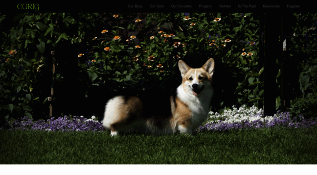 curigcorgis.com