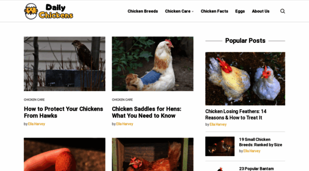 dailychickens.com