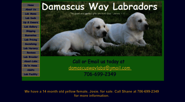 damascuswaylabradors.com