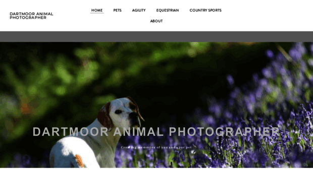 dartmoor-animal-photographer.co.uk