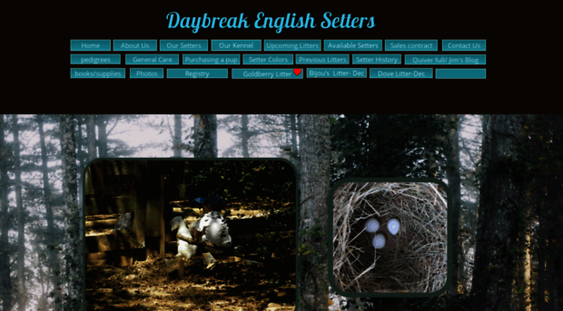 daybreakenglishsetters.com