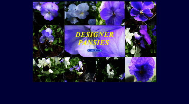 designerpansies.co.uk