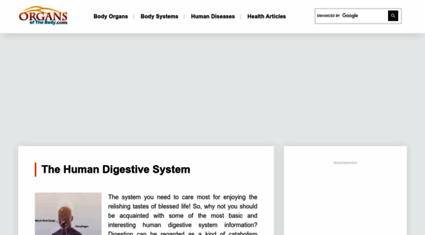 digestivesystem.organsofthebody.com