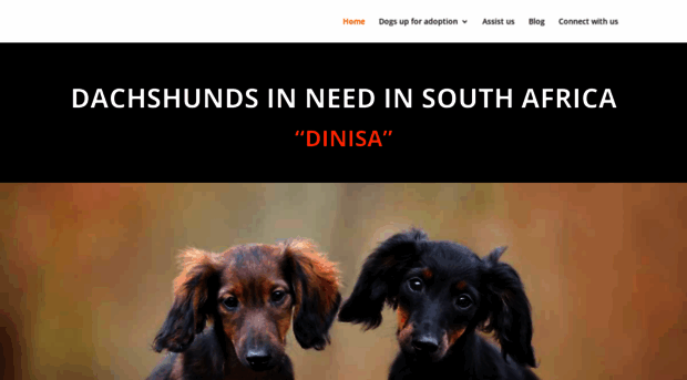 dinisa.co.za