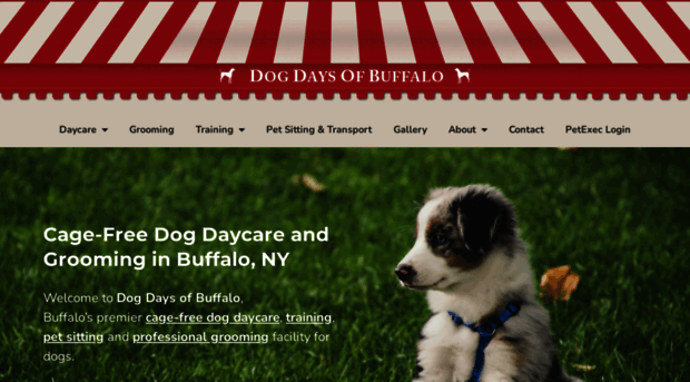 dogdaysofbuffalo.com